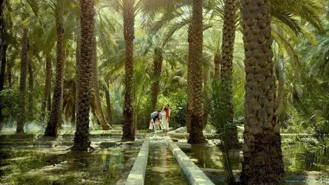Una imagen de un palmeral en Abu Dhabi.