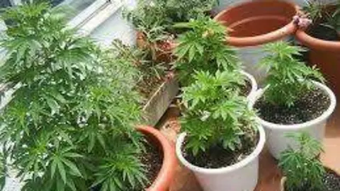 Unas macetas sembradas de marihuana.