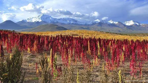 En Emiratos cada vez se utiliza más la quinoa peruana.