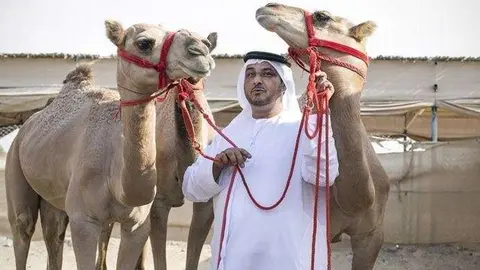 El piloto emiratí junto a tres de sus camellos.