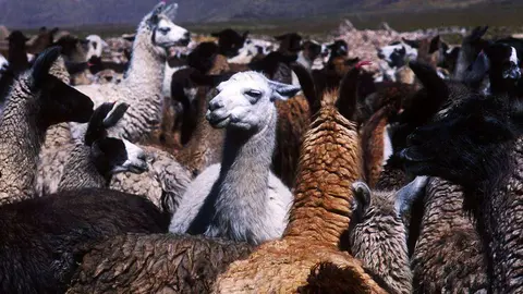 Un rebaño de llamas de Bolivia.