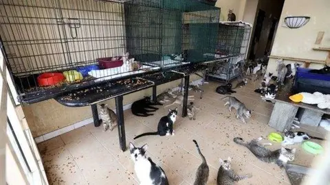 Una imagen de la villa de Mirdif con sus gatos.