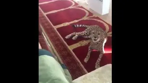 El felino se tumbó en el lugar de rezos.