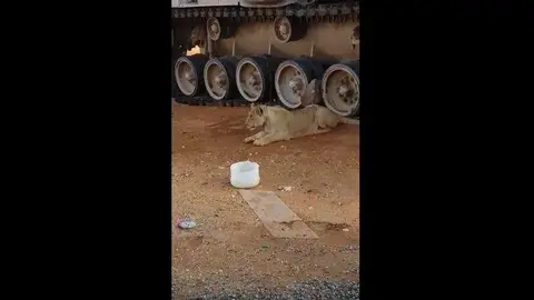 El león capturado atado al tanque saudí.