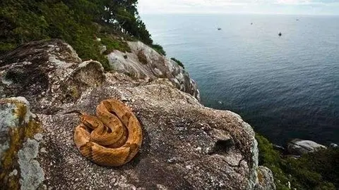 La isla da Queimada Grande es territorio virgen para las serpientes