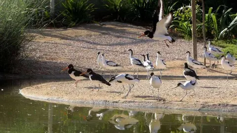 Por el humedal de Sharjah pasan 33.000 aves.