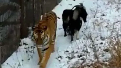 La cabra y el tigre pasean juntos por el zoo.