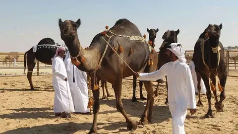 Los mejores camellos compiten en el Festival de Al Dhafra.