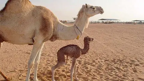 Un camello y su cría en el desierto. (Internet)