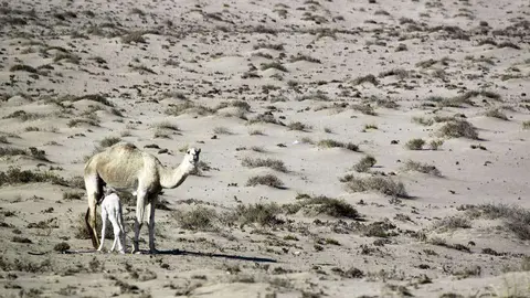 Una imagen del desierto de Samawa en Irak.