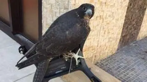 El halcón encima del drone que derribó.