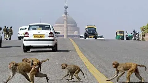 Los monos andan sueltos por muchas ciudades de la India. (Fuente externa)