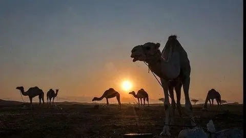 Una imagen del Viaje en Camello de 2015.