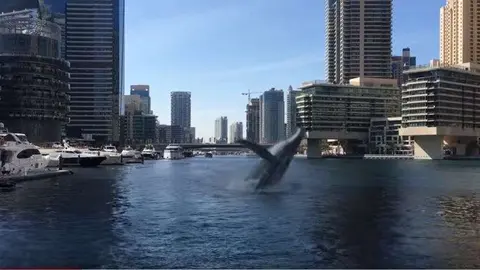 Los usuarios de las redes sociales aseguran que son im&aacute;genes ficticias.