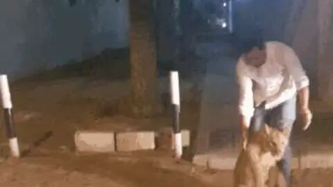 El león se encontraba caminando por una conocida zona de Dubai.