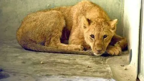 La leona está cómodamente instalada en el Zoo de Dubai.