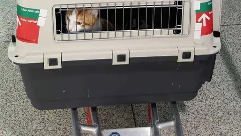 Uno de los gatos en su camino hacia Alemania. 