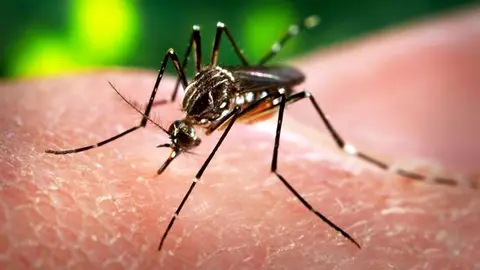 Mosquito que transmite el virus Zica.
