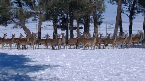 Ciervos en la granja de Segovia.