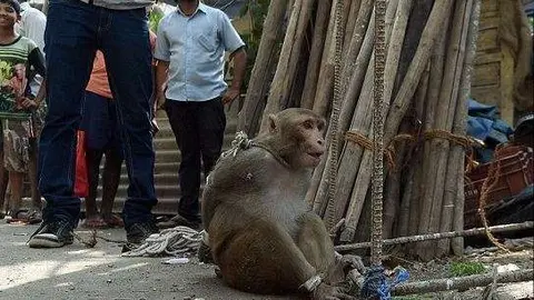 El mono fue detenido en una ciudad de la India.