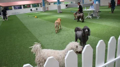 Un grupo de perros en un centro de Dubai.
