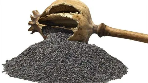 Semillas ilegales de amapola.