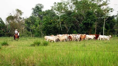Cabezas de ganado colombianas.