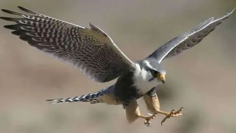 Un ejemplar de halcón peregrino español.