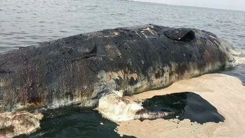 Imagen de la ballena muerta aparecida en la playa de Kalba.