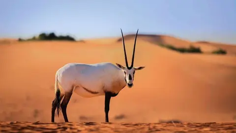 Un oryx salvaje en Dubai.