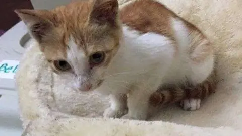 Este gatito se llama Nana es un ejemplar de Arabian Mau y tiene tres meses.