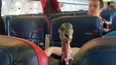 El pavo acomodado en su asiento del avión.