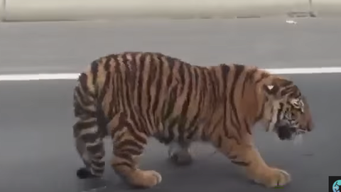 Imagen del tigre durante el atasco en Doha. 