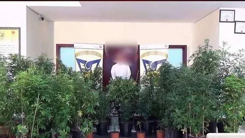 Las plantas de marihuana en una de las habitaciones de la vivienda.