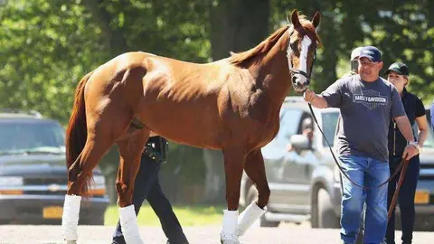 El caballo 'California Chrome' estará presente en Dubai.