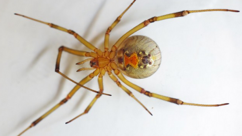 Imagen de una araña viuda marrón.