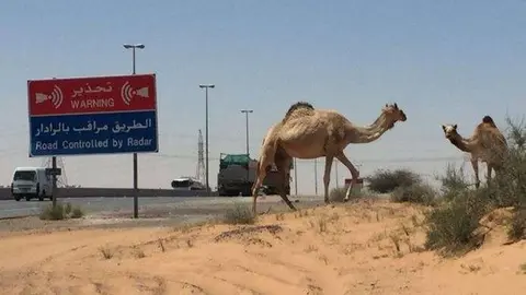 Camellos paseando por una carretera de Sharjah.