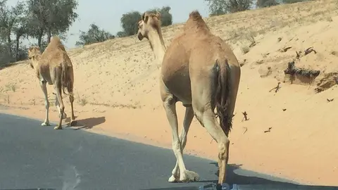 Camellos paseando en una carretera de Ras Al Khaimah.