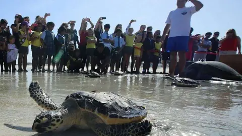 Una imagen del momento de liberación de la tortuga en Saadiyat.