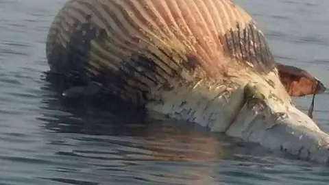 La ballena muerta en las aguas de Ras Al Khaimah.