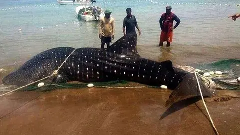 Una imagen del tiburón ballena antes de ser devuelto a las aguas de Fujairah.