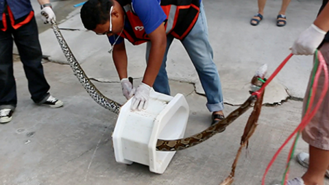 El inodoro tuvo que ser desmantelado para poder extraer la serpiente.