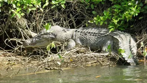 Un cocodrilo se pasea por el Parque Nacional Daintree en Australia.