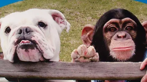 El mono y el perro más famosos de Youtube.