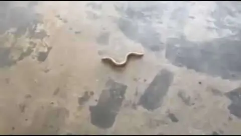Un fotograma del vídeo de la serpiente aparecida en Skycourts Towers de Dubai. (Youtube)