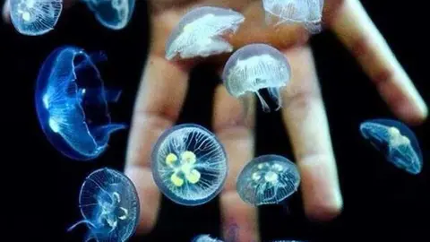 Acuario desarrollado por la empresa Ephyra. (Ephyra)