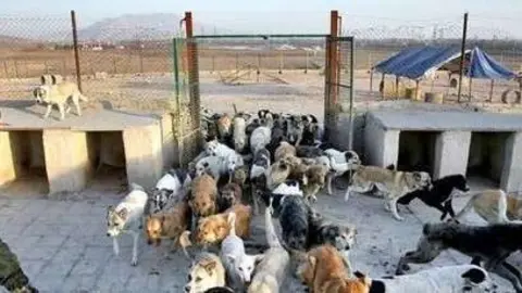 Los perros son confiscados en Irán.
