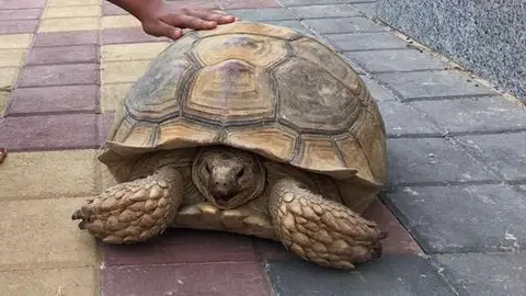 La tortuga descansa en una calle de Dubai.