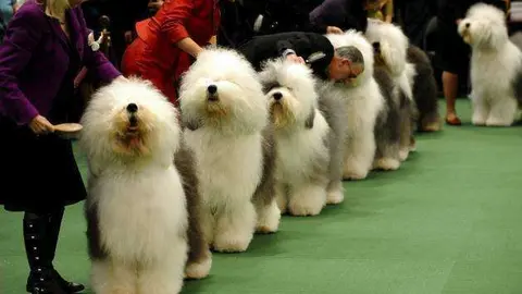 Una imagen de un concurso de belleza canina suministrada de internet.