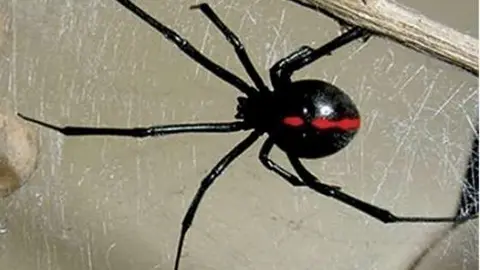 Una imagen de la araña espalda roja.